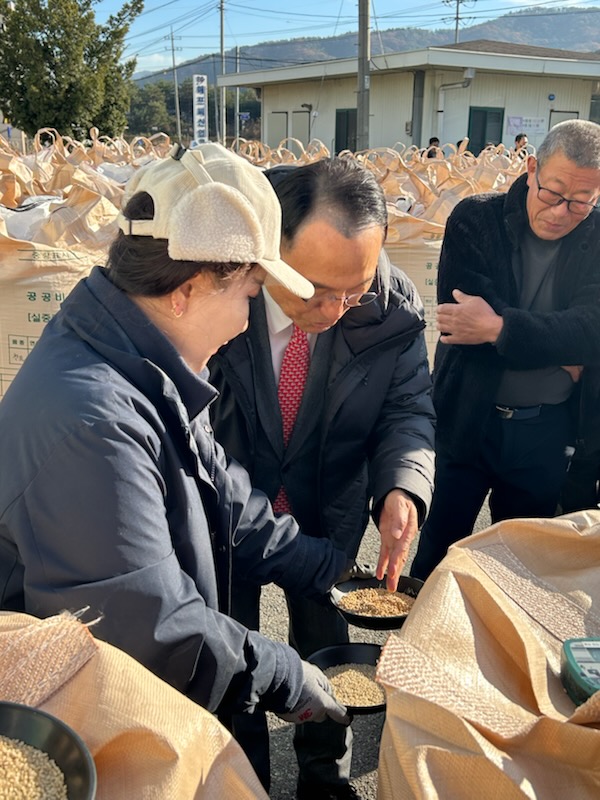 박상돈 천안시장이 지난 19일 서북구 성거읍 일원 공공비축미곡 매입현장을 찾아 벼를 살펴보고 있다.