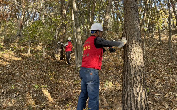 소나무재선충병 감염 의심목의 시료를 채취 하는 모습