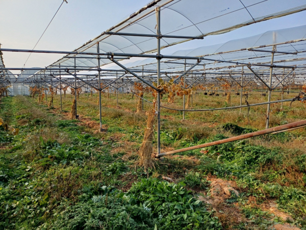 월동_준비를 한 어린 포도나무