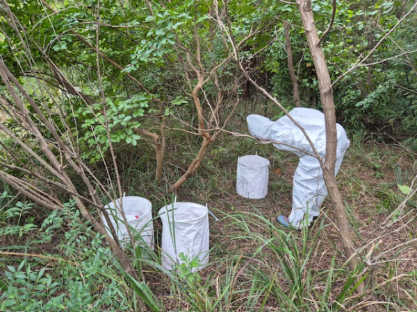 참진드기 채집 모습