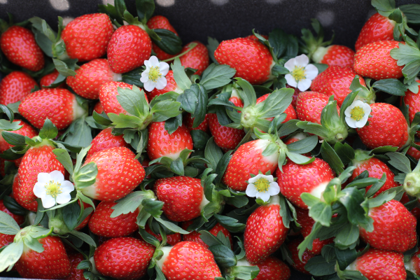 청년 농업인 스마트팜 딸기 수확 모습