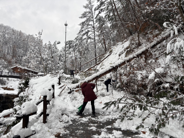 한국산림복지진흥원 포이가디언스 대원이 국립양평치유의숲에서 풍도목 정리 작업과 제설작업을 하고 있다