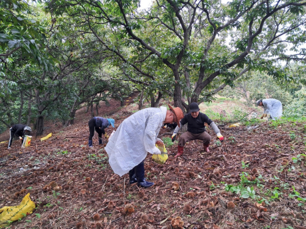 농촌에서 미리 살아보기 - 밤 줍기 체험