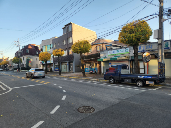 주교리 은행나무 가로수 정비 모습