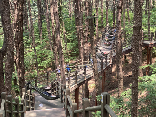 암생존자가 지난 6월 국립김천치유의숲 잣나무숲 풍욕장에서 해먹명상을 하고 있다.