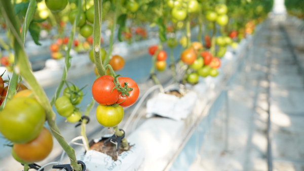 토마토 첫 수확