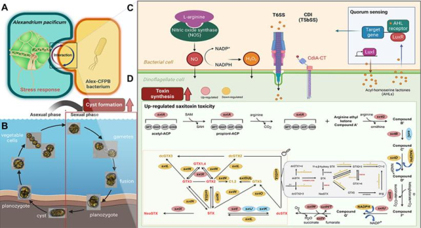 미세조류-박테리아 상호작용을 통한 독소 생성 기전 모식도