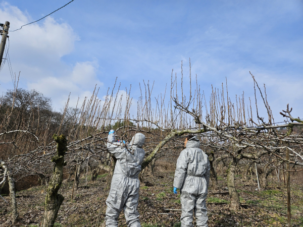 과수화상병 사전제거 예찰 모습