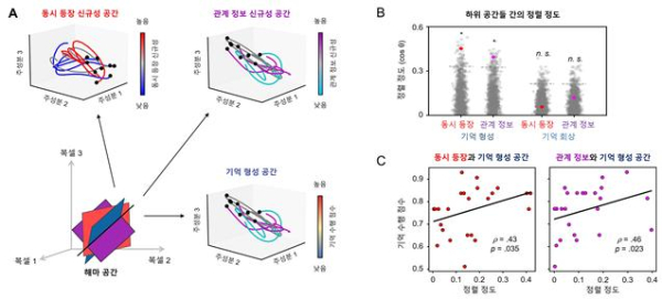 기억 과정과 관련된 해마의 하위 공간 간 정렬