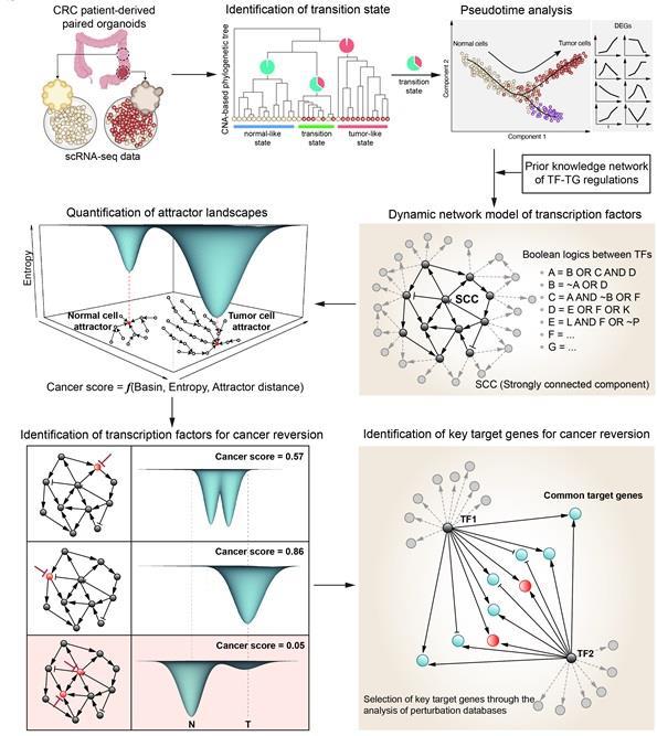 대장암세포의 단일세포 유전자 발현 데이터로부터 유전자 네트워크를 자동 구축하고 컴퓨터 시뮬레이션 분석을 통해 암 가역화 분자스위치를 발굴하는 기술 개발의 전체 개념도