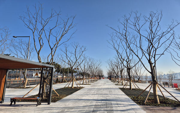 상징광장 2단계 팽나무 군락