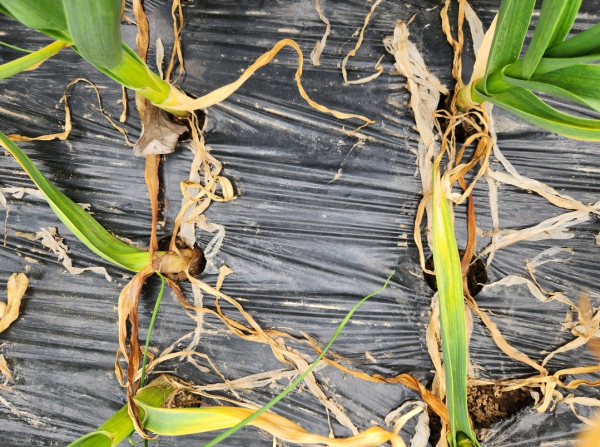 무름병이 발생한 마늘 줄기