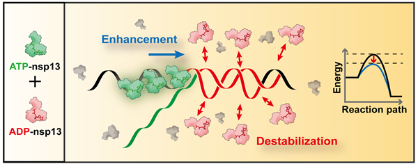 nspl3 단백질의 기질에서 두 가지 방식을 통한 협동적 풀림 활성 모식도