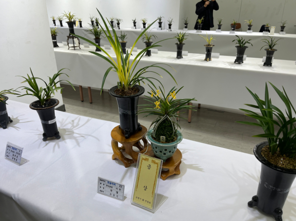 지난 2024 보령시 난 연합회, 가을 전시회 모습