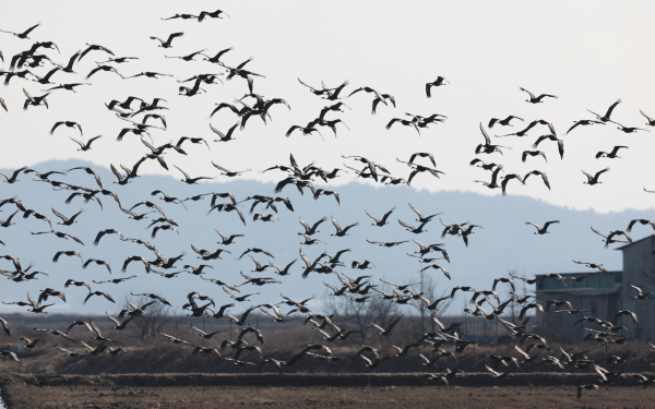 올해 2월 부석면 간월도리에서 촬영된 흑두루미 무리