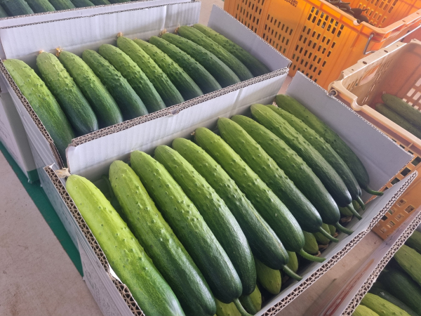 천안지역 하늘그린오이가 출하준비를 마쳤다.