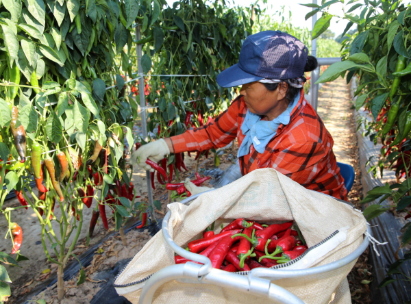지난해 고추 수확 모습