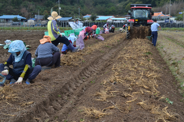 봄철 인삼 수확 모습
