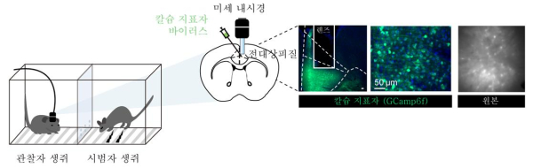 관찰 공포 실험 중 전측대상회피질(ACC) 신경세포 활성