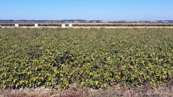 우강 논 콩밭 전경