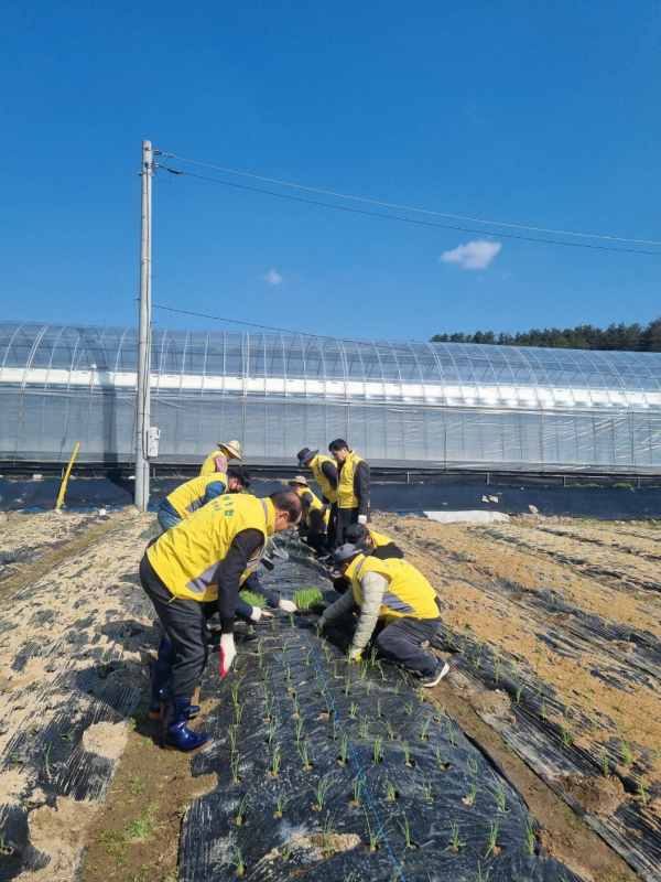 영농철 맞아 농촌일손돕기 진행 모습