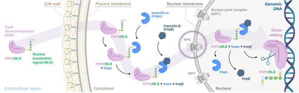 핵위치 신호에 의해 매개되는 유전자가위의 핵 내부 전달 메커니즘