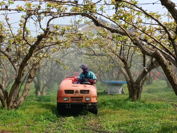 과수화상병 개화기 약제방제 모습