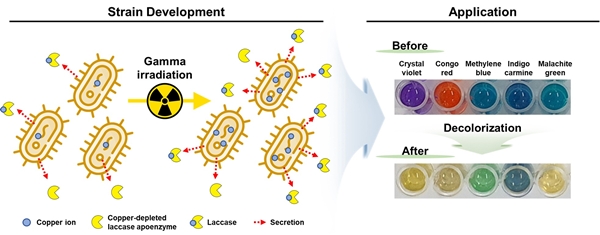 연구 개념도. 방사선을 통해 구리 내성과 락카아제(laccase) 활성을 증진시켜 다양한 합성 염료에 대한 분해 활성을 높인다.