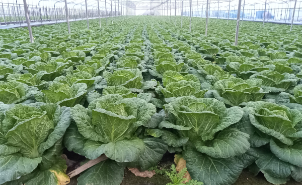 봄 배추밭 전경