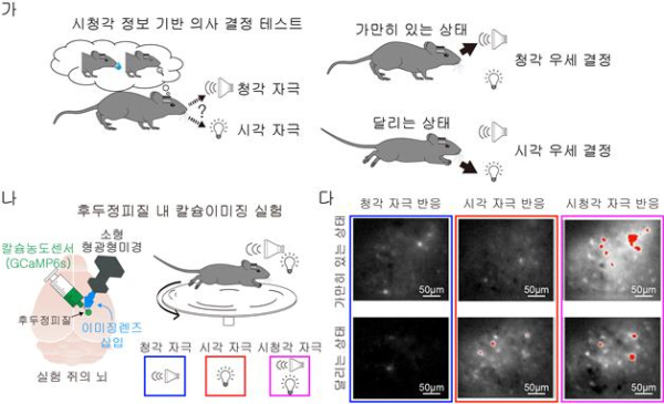 행동 상태에 따른 시청각 정보 처리의 유연성