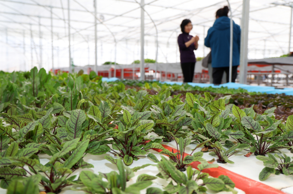 지난 26일 태안읍 남산리에서 진행된 청년농 맞춤형 스마트팜 개소식 모습.