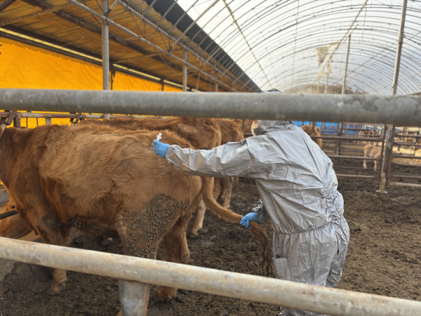 구제역 백신접종