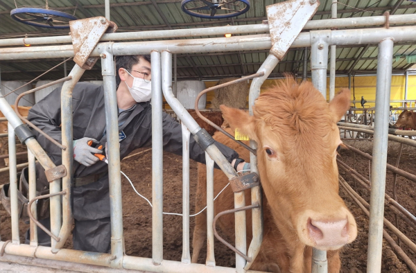 3월 태안군의 한 축산농가에서 구제역 긴급접종을 실시하는 모습.