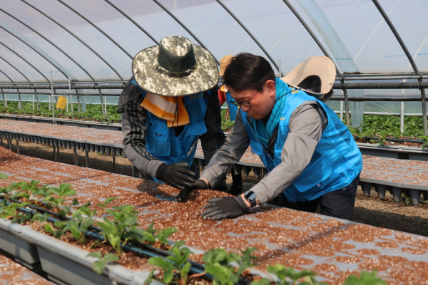 관내 유관기관·단체 및 농업인 합동 일손돕기