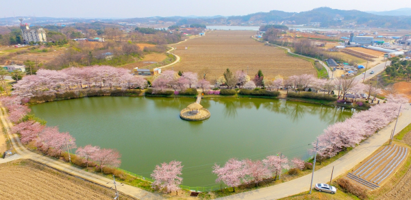 골정지 벚꽃 모습