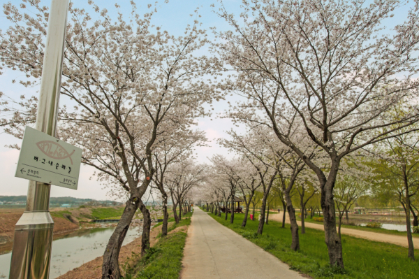 합덕제 벚꽃 사진