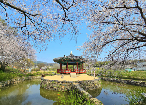 군자정 벚꽃 사진