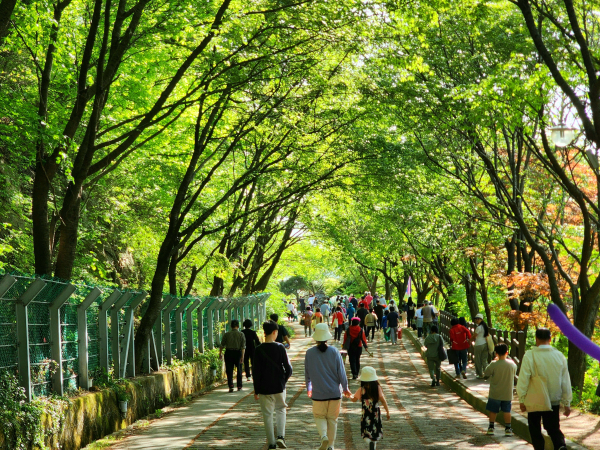 지난해 옥마산 봄꽃축제 모습