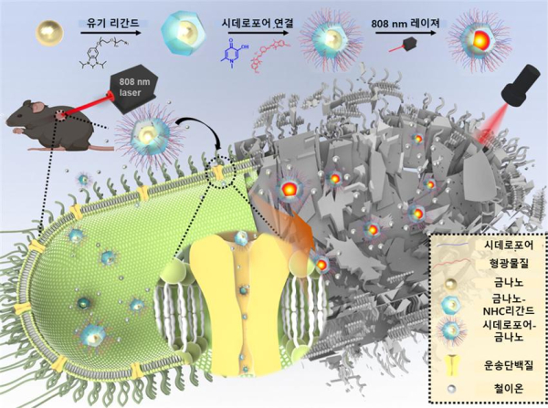 시데로포어-금 나노입자 기반 슈퍼박테리아 치료제 제작 및 적용 개요도