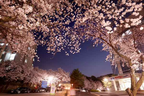 순천향대 2025 벚꽃축제장 전경