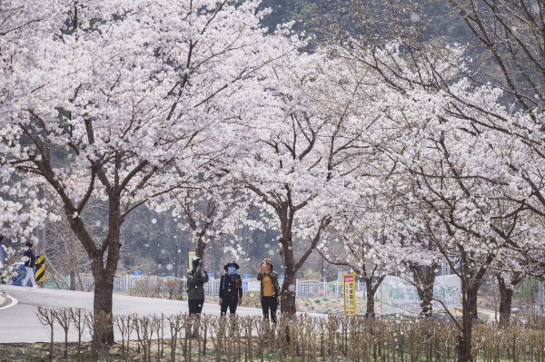 벚꽃이 만개한 대치면 장승공원에서 방문객들이 연신 사진을 찍고 있다.