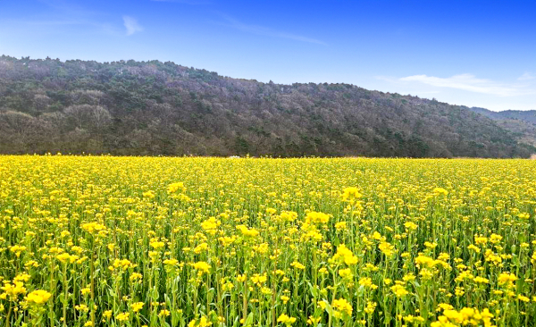 웅천읍 유채꽃 모습