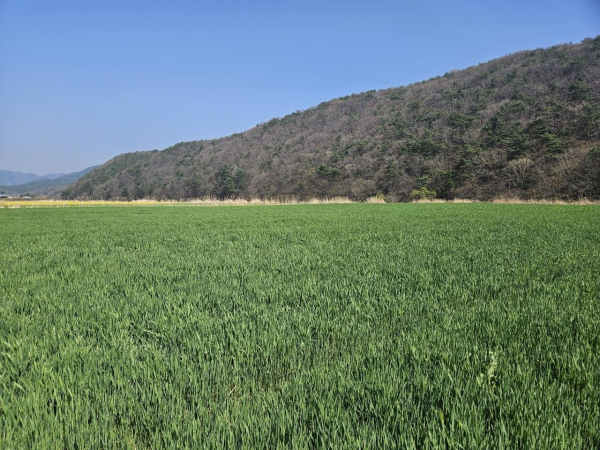 웅천읍 청보리 모습