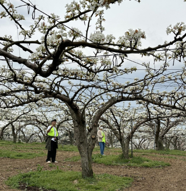 선문대 재학생이 배꽃 화접을 하고 있다
