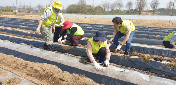 세종시자원봉사센터와 함께 연서면 국촌리서 옥수수모종빼기 작업 진행 모습