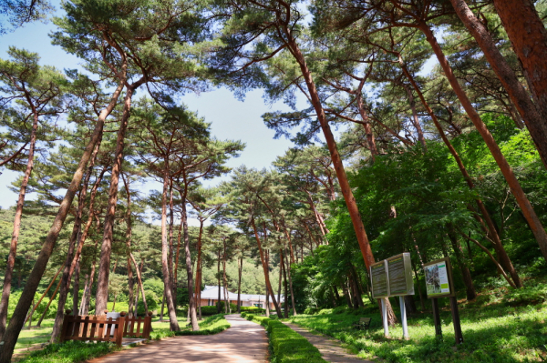 안면도 자연휴양림 모습.