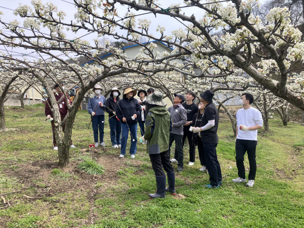 농촌 일손 지원 모습 (배꽃 수분 작업)