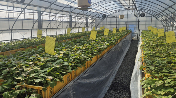 서산시 농업기술센터에 마련된 고구마 순화시설에서 우량 고구마 조직 배양묘가 자라는 모습