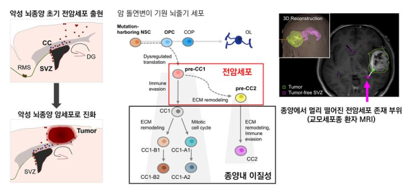 암 돌연변이 기원 세포 (뇌줄기세포)에서 전암세포로 분화된 이후, 이것이 교모세포종의 진화와 재발 및 종양내 이질성 형성에 핵심적인 역할을 하는 과정을 보여주는 모식도
