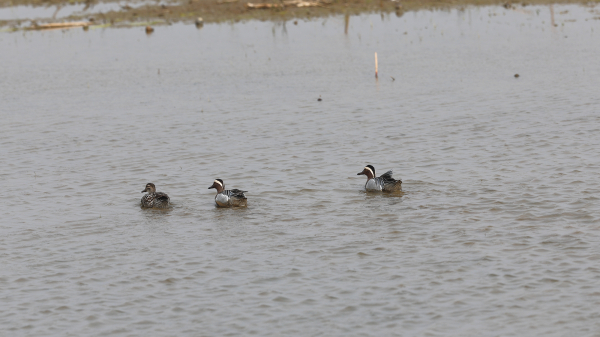 서산버드랜드 동쪽에 마련된 생태습지에서 관찰된 철새 모습(발구지)